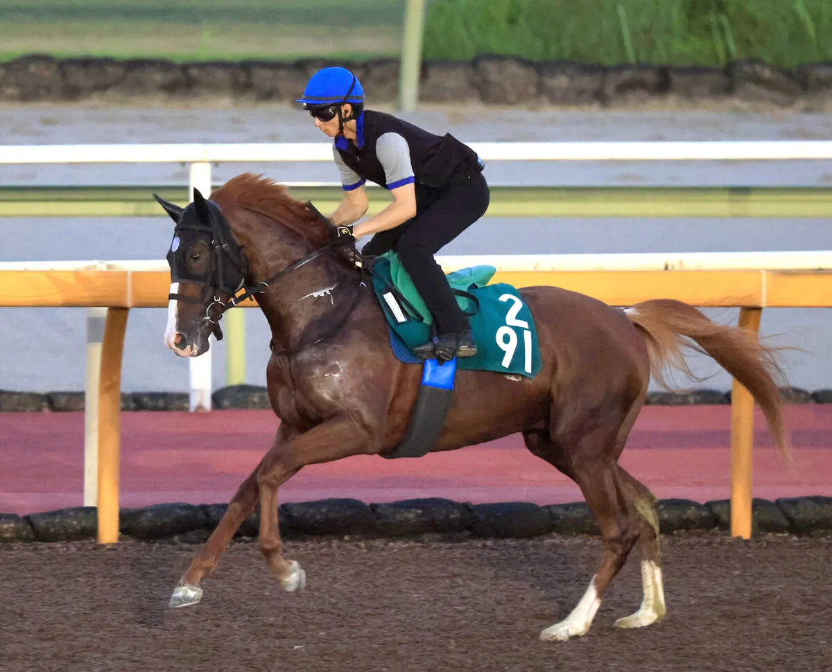 父オルフェーヴル譲りの栗毛！キトゥンズクラフトが中京でデビューへ